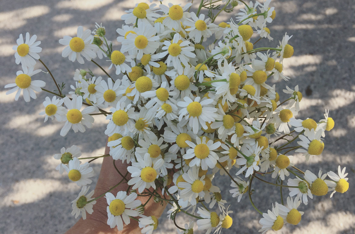 ©duventdansmesvalises - cueillette de fleurs de camomille sauvage
