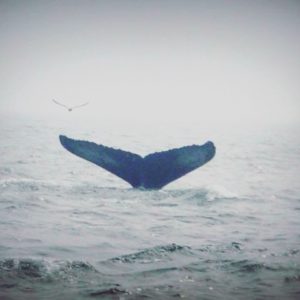 ©duventdansmesvalises - les baleines