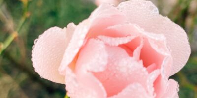 rose-givree-requiem-pour-lhiver-saison-en-voie-de-disparition-©duventdansmesvalises