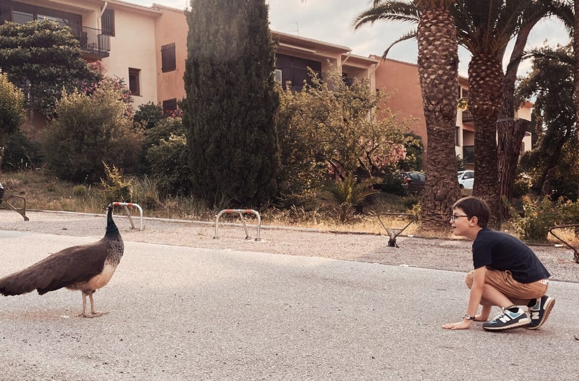 Enfant et paon à Collioure